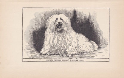 1900 MALTESE DOG Print - Original Antique Dog Print - R. H. Moore - Dog Wall Art - Dog Lover - Dog Gift - 8.6 x 5.6 Inches
