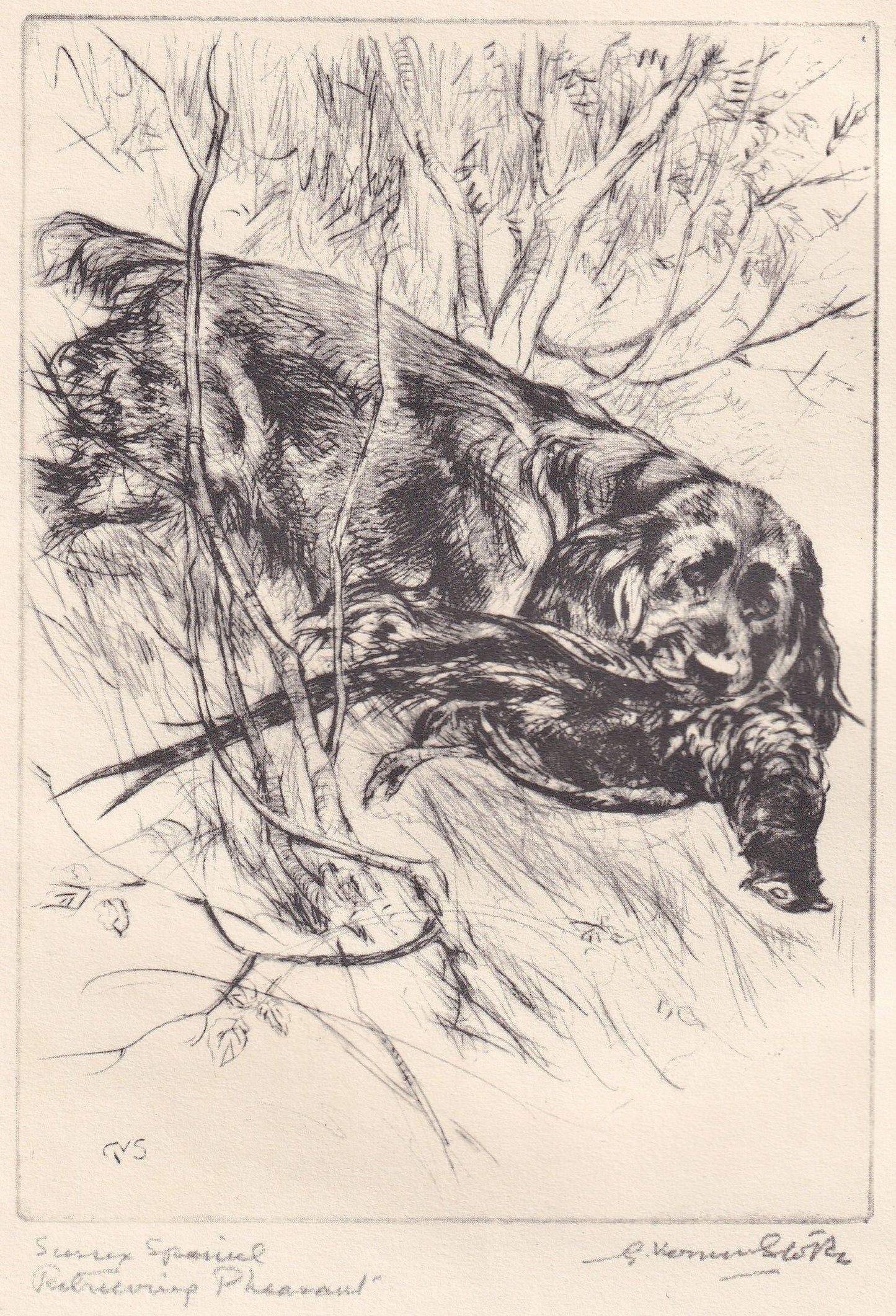 1930 SUSSEX SPANIEL DOG Print - Original Antique Dog Print - Vernon Stokes - Dog Wall Art - Dog Gift - 8.25 x 11 Inches