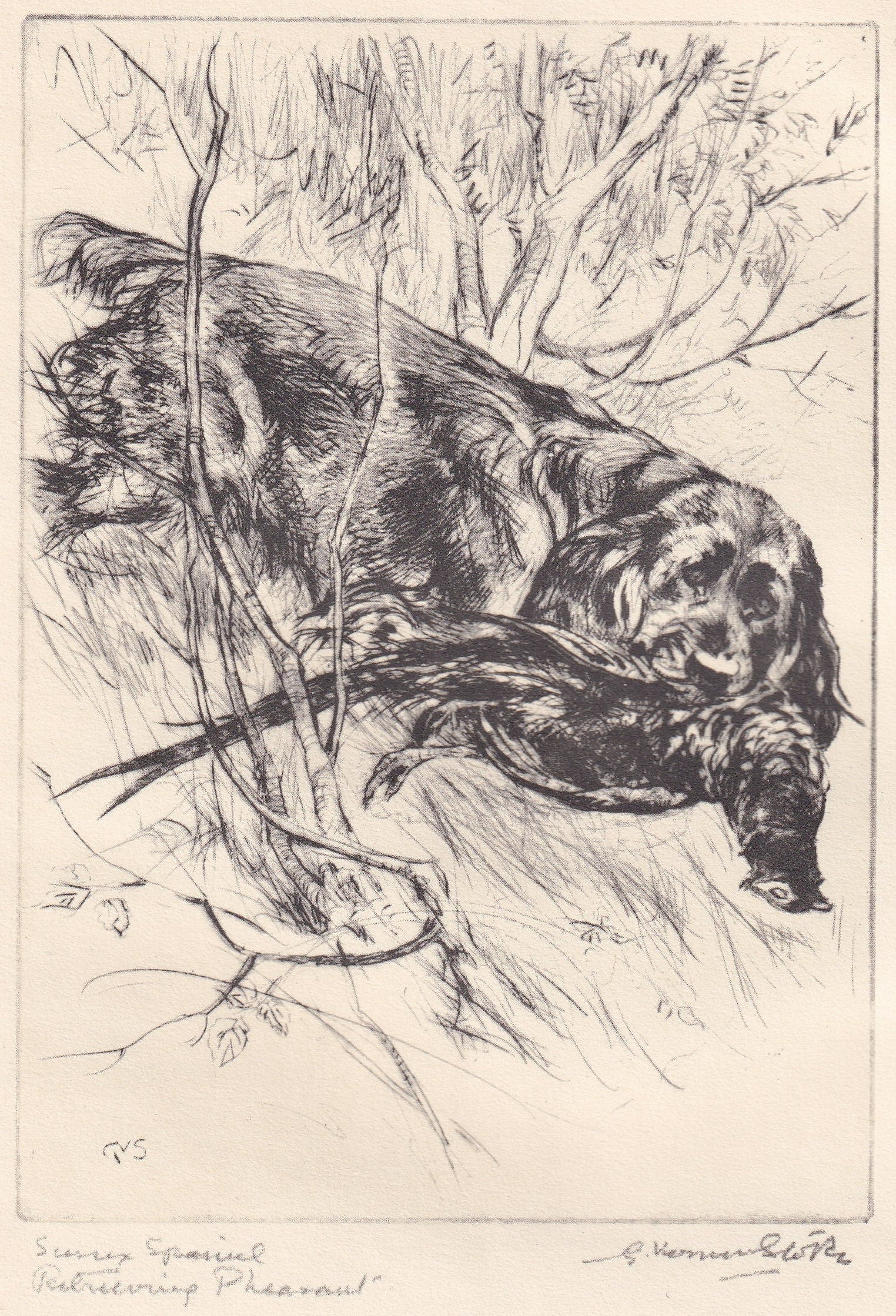 1930 SUSSEX SPANIEL DOG Print - Original Antique Dog Print - Vernon Stokes - Dog Wall Art - Dog Gift - 8.25 x 11 Inches