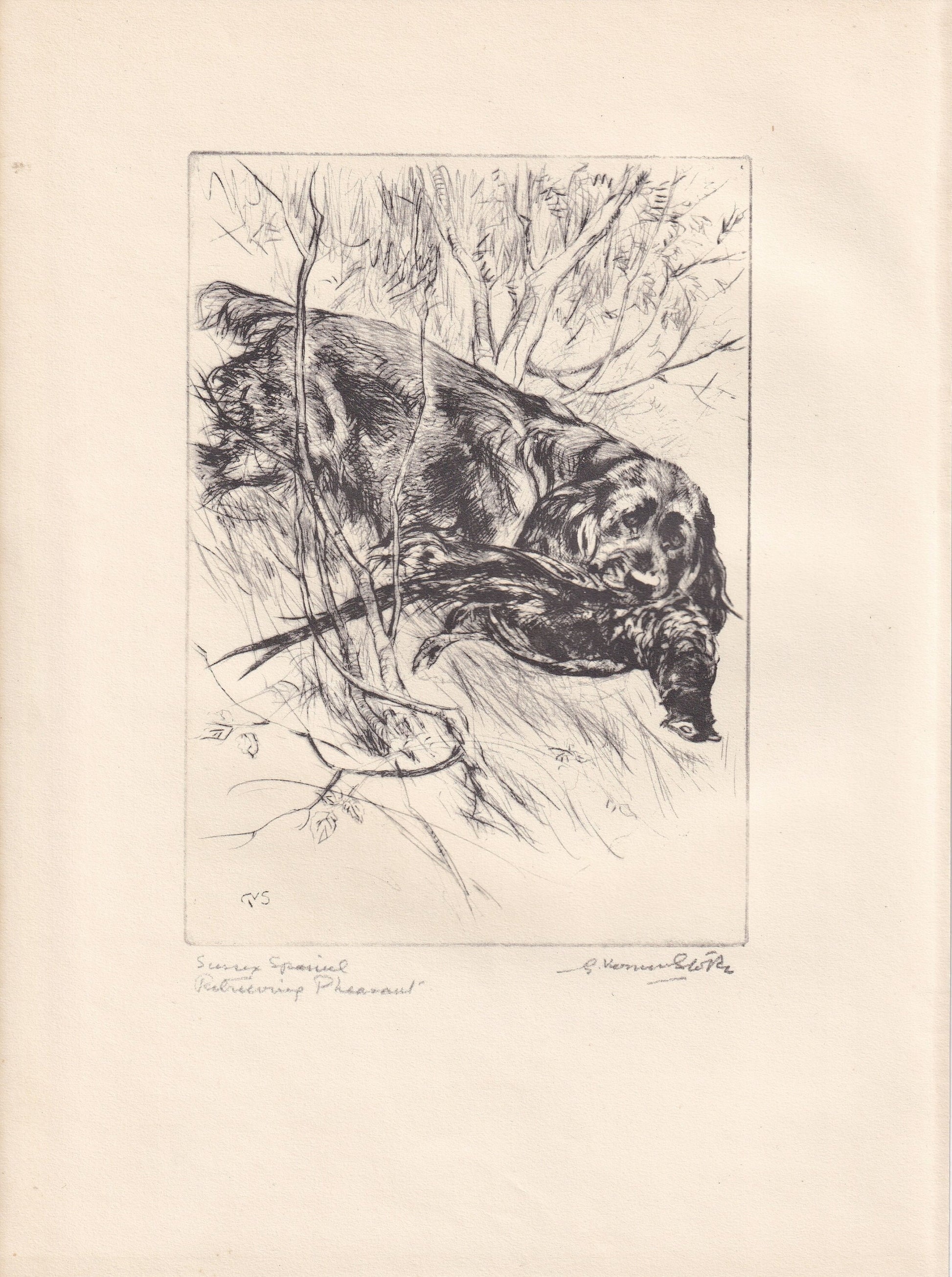 1930 SUSSEX SPANIEL DOG Print - Original Antique Dog Print - Vernon Stokes - Dog Wall Art - Dog Gift - 8.25 x 11 Inches