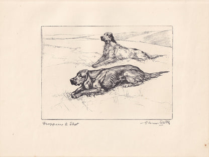 1930 ENGLISH & IRISH SETTER Dog Print - Original Antique Dog Print - Vernon Stokes - Dog Wall Art - Dog Gift - 11 x 8.25 Inch