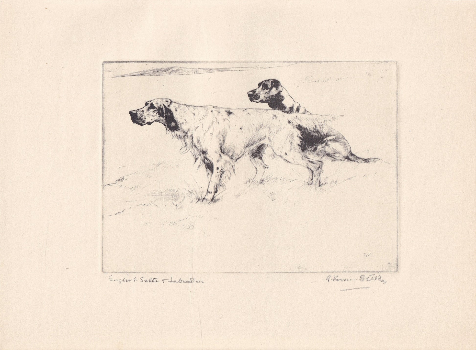 1930 LABRADOR & ENGLISH SETTER Dog Print - Original Antique Dog Print - Vernon Stokes - Dog Wall Art - Dog Gift - 11 x 8.25 I