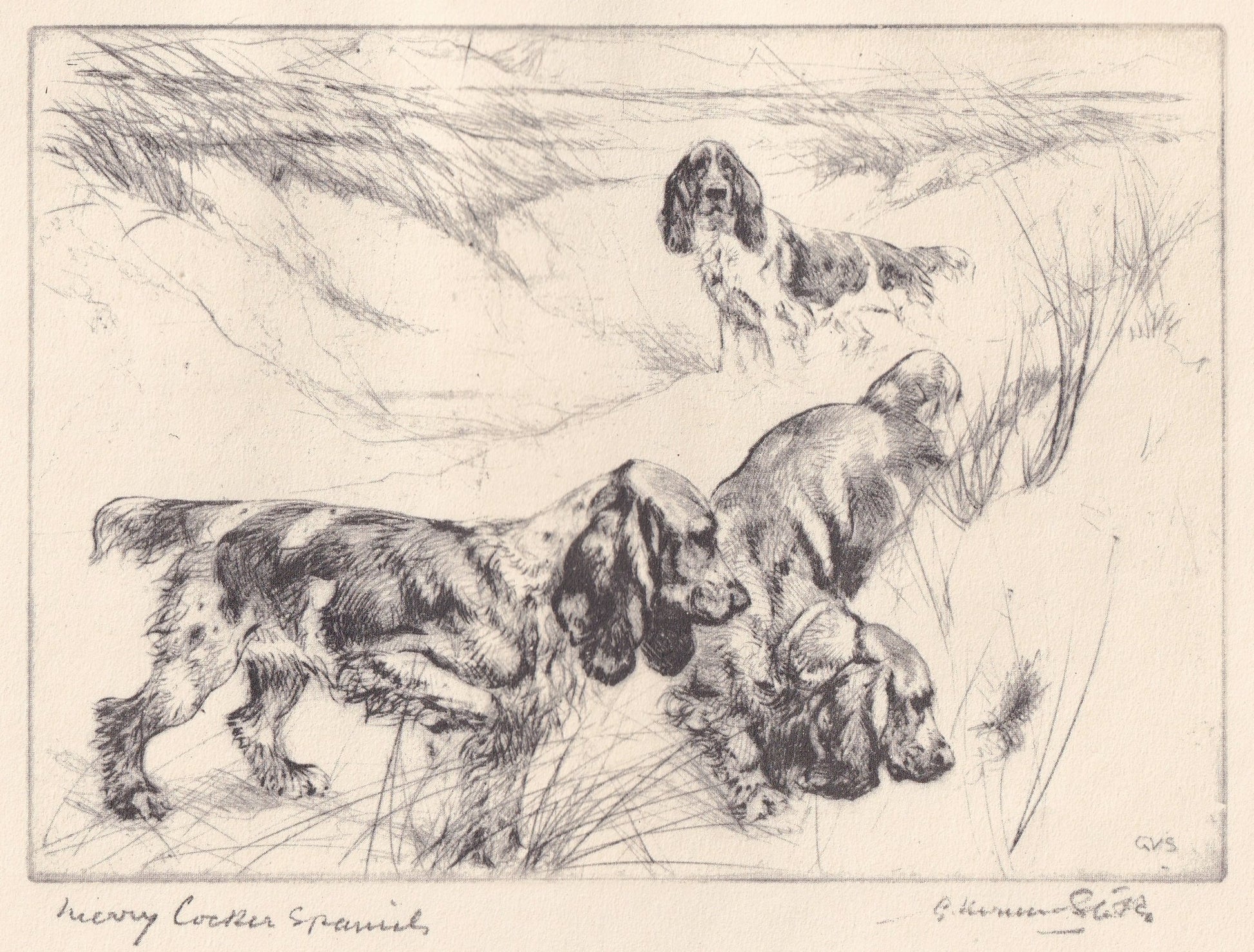 1930 COCKER SPANIEL DOG Print - Original Antique Dog Print - Vernon Stokes - Dog Wall Art - Dog Gift - 11 x 8.25 Inches