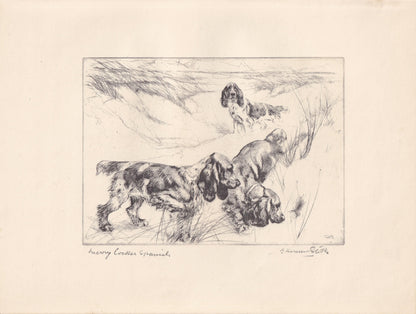 1930 COCKER SPANIEL DOG Print - Original Antique Dog Print - Vernon Stokes - Dog Wall Art - Dog Gift - 11 x 8.25 Inches