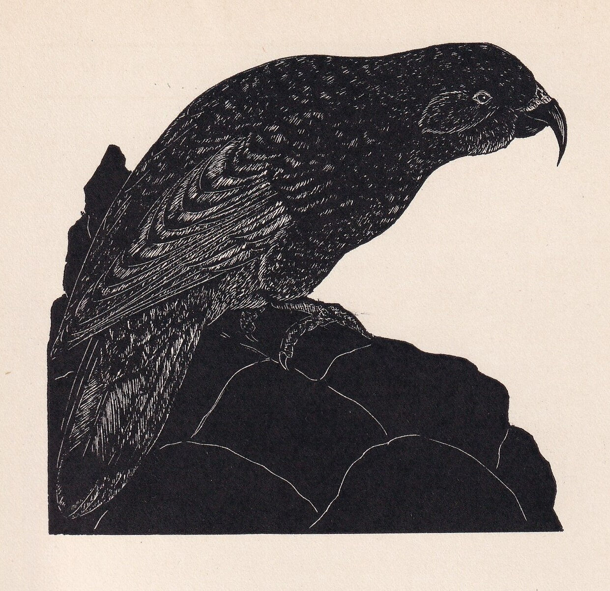 1930 KEA PARROT Print Wood Engraving - Bird Wall Art - Bird Engraving - Antique Bird Print - 94 Years Old - 5.25 x 7.75 Inche