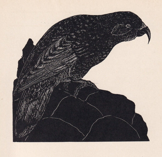 1930 KEA PARROT Print Wood Engraving - Bird Wall Art - Bird Engraving - Antique Bird Print - 94 Years Old - 5.25 x 7.75 Inche