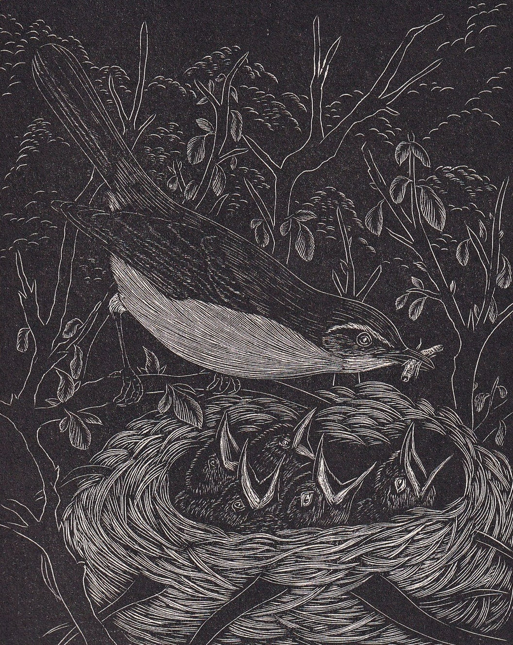 1930 WARBLER BIRD Print Wood Engraving - Bird Wall Art - Bird Engraving - Antique Bird Print - 94 Years Old - 5.25 x 7.75 Inc