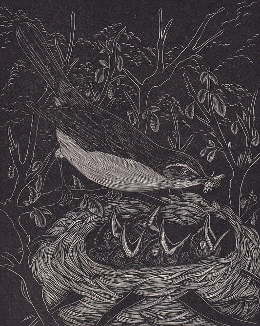 1930 WARBLER BIRD Print Wood Engraving - Bird Wall Art - Bird Engraving - Antique Bird Print - 94 Years Old - 5.25 x 7.75 Inc