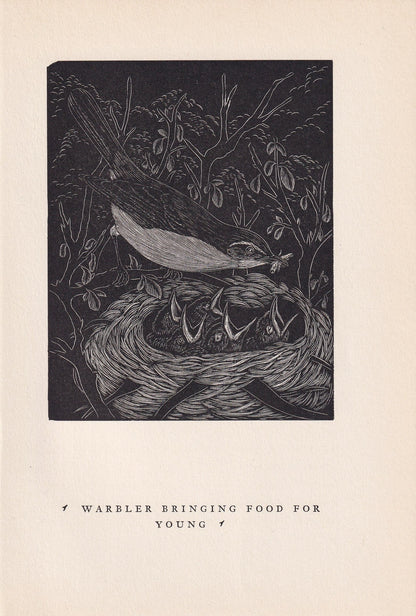 1930 WARBLER BIRD Print Wood Engraving - Bird Wall Art - Bird Engraving - Antique Bird Print - 94 Years Old - 5.25 x 7.75 Inc