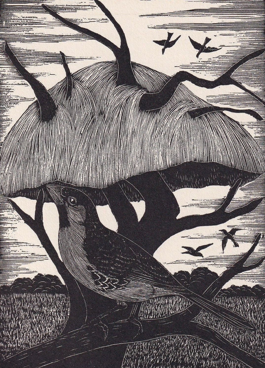 1930 SOCIABLE WEAVER BIRD Print Wood Engraving - Bird Wall Art - Bird Engraving - Antique Bird Print - 94 Years Old - 5.25 x 