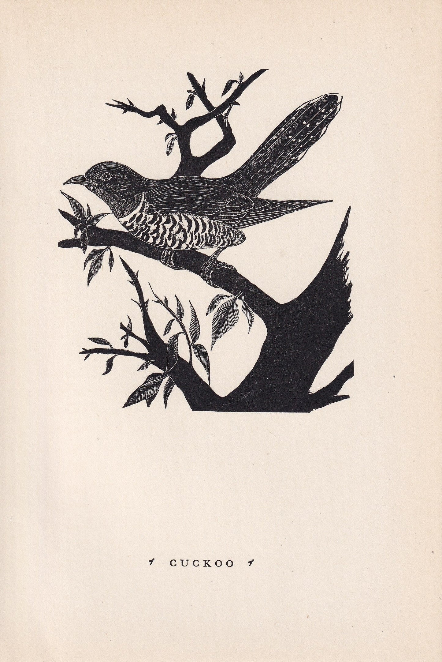 1930 CUCKOO BIRD Print Wood Engraving - Bird Wall Art - Bird Engraving - Antique Bird Print - 94 Years Old - 5.25 x 7.75 Inch