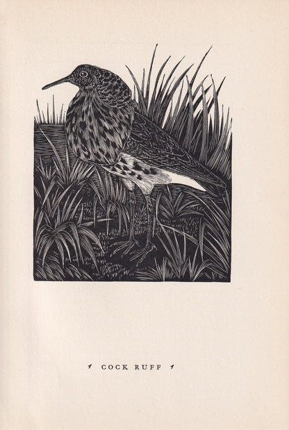 1930 RUFF BIRD Print Wood Engraving - Bird Wall Art - Bird Engraving - Antique Bird Print - 94 Years Old - 5.25 x 7.75 Inches