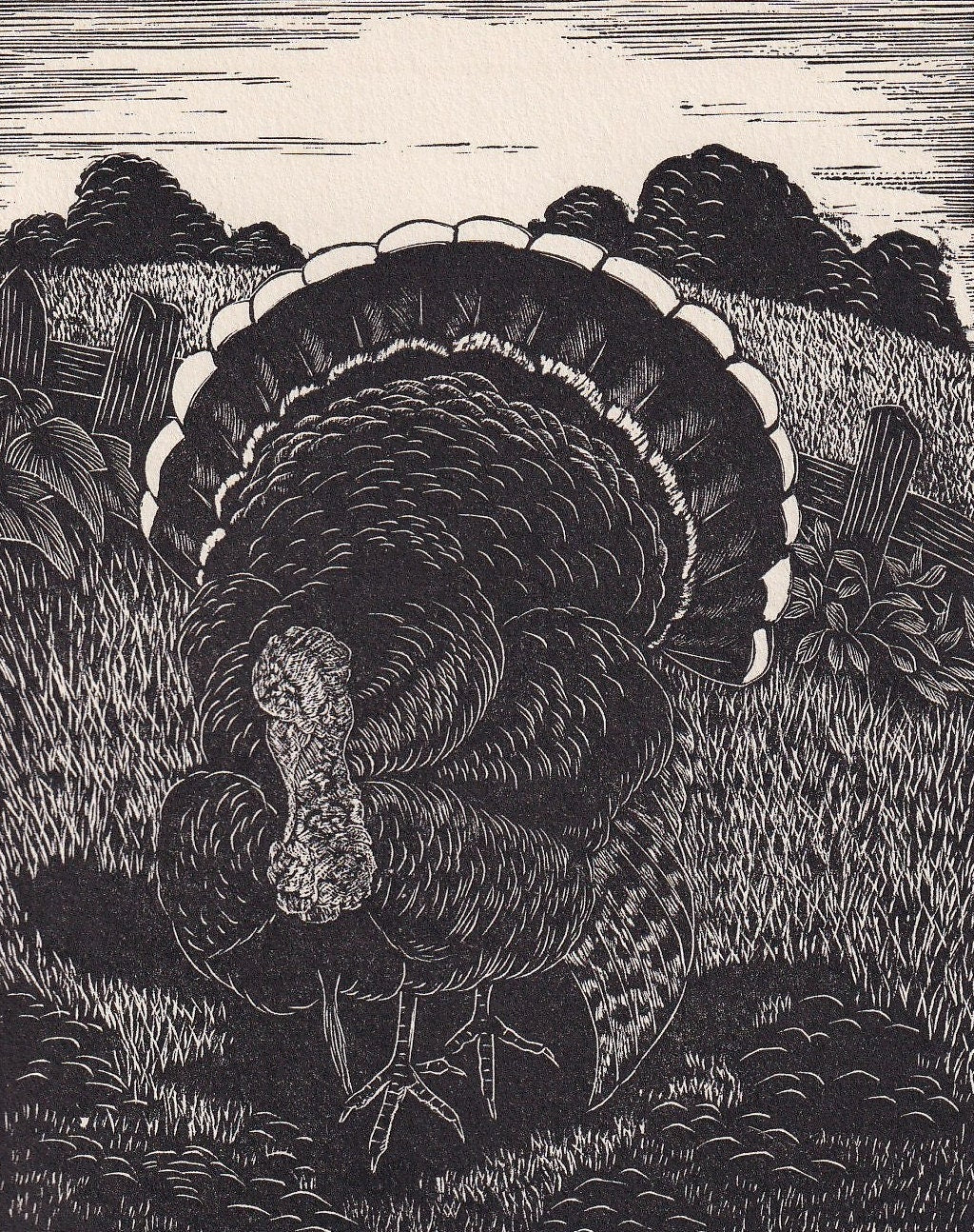 1930 TURKEY BIRD Print Wood Engraving - Bird Wall Art - Bird Engraving - Antique Bird Print - 94 Years Old - 5.25 x 7.75 Inch