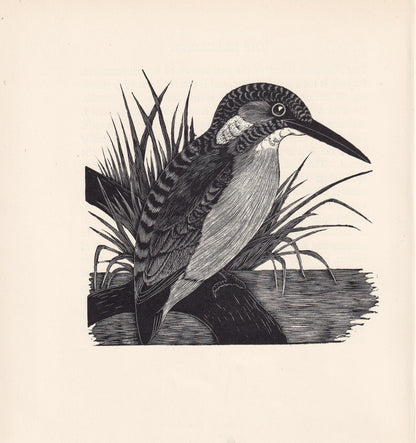 1929 KINGFISHER BIRD Print Wood Engraving - Bird Wall Art - Bird Wood Engraving - Antique Animal Print - 95 Years Old - 7.15 