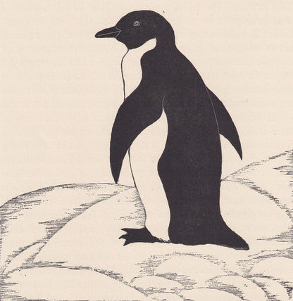 1929 PENGUIN BIRD Print Wood Engraving - Bird Wall Art - Christmas Decor - Antique Animal Print - 95 Years Old - 7.15 x 7.75 
