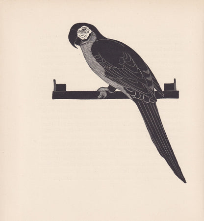 1929 MACAW PARROT BIRD Print Wood Engraving - Bird Wall Art - Bird Wood Engraving - Antique Animal Print - 95 Years Old - 7.1
