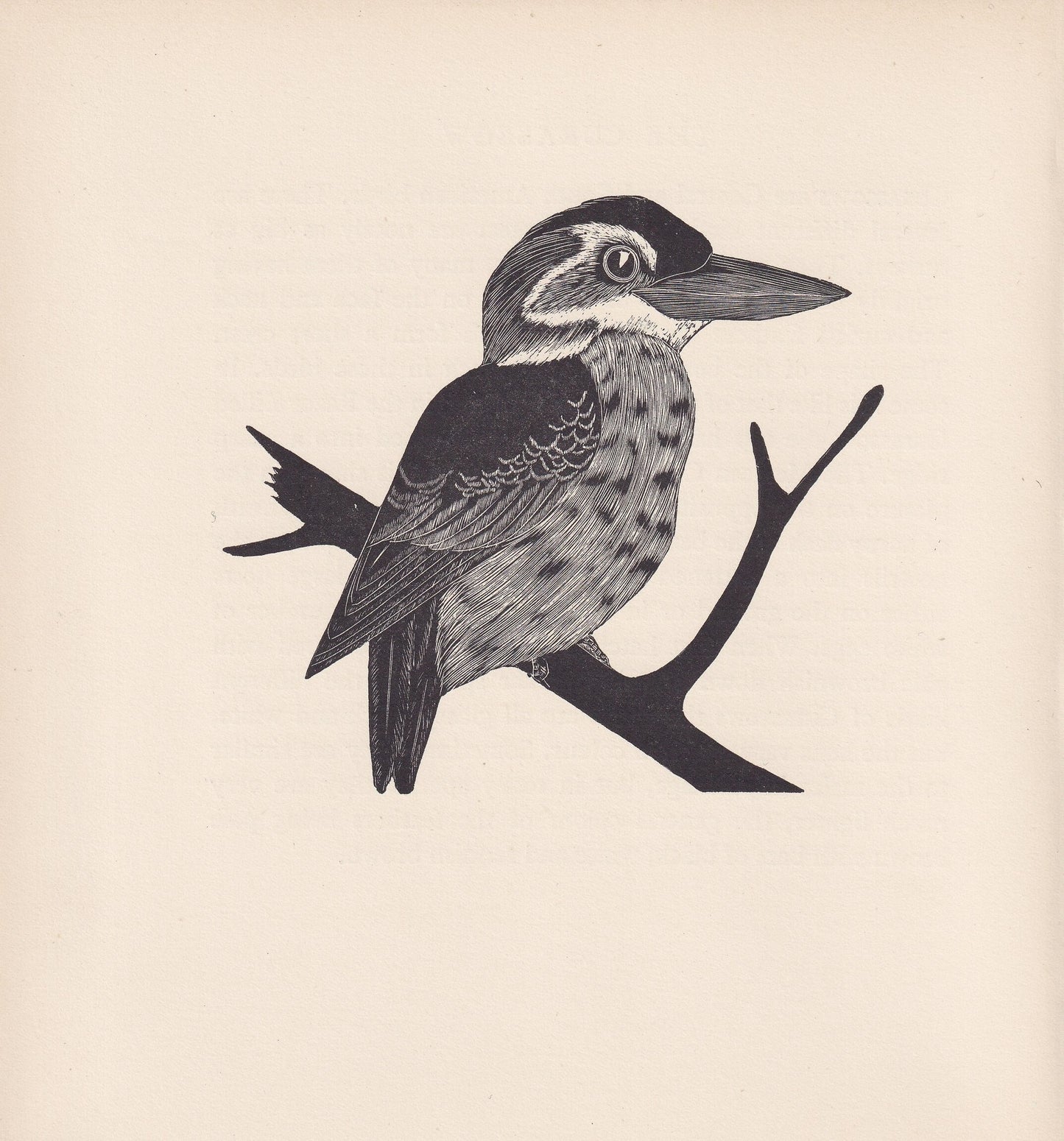 1929 LAUGHING KOOKABURRA Print Wood Engraving - Bird Wall Art - Bird Wood Engraving - Antique Print - 95 Years Old - 7.15 x 7