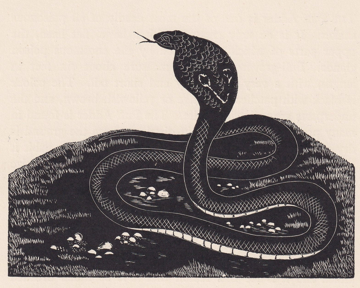 1929 COBRA SNAKE Print Wood Engraving - Cobra Wall Art - Snake Engraving - Antique Animal Print - 95 Years Old - 7.15 x 7.75 