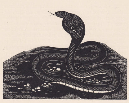 1929 COBRA SNAKE Print Wood Engraving - Cobra Wall Art - Snake Engraving - Antique Animal Print - 95 Years Old - 7.15 x 7.75 