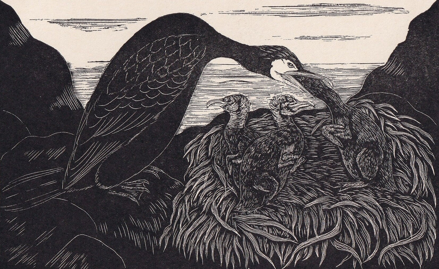 1930 CORMORANT & YOUNG Print Wood Engraving - Bird Wall Art - Bird Engraving - Antique Bird Print - 94 Years Old - 5.25 x 7.7