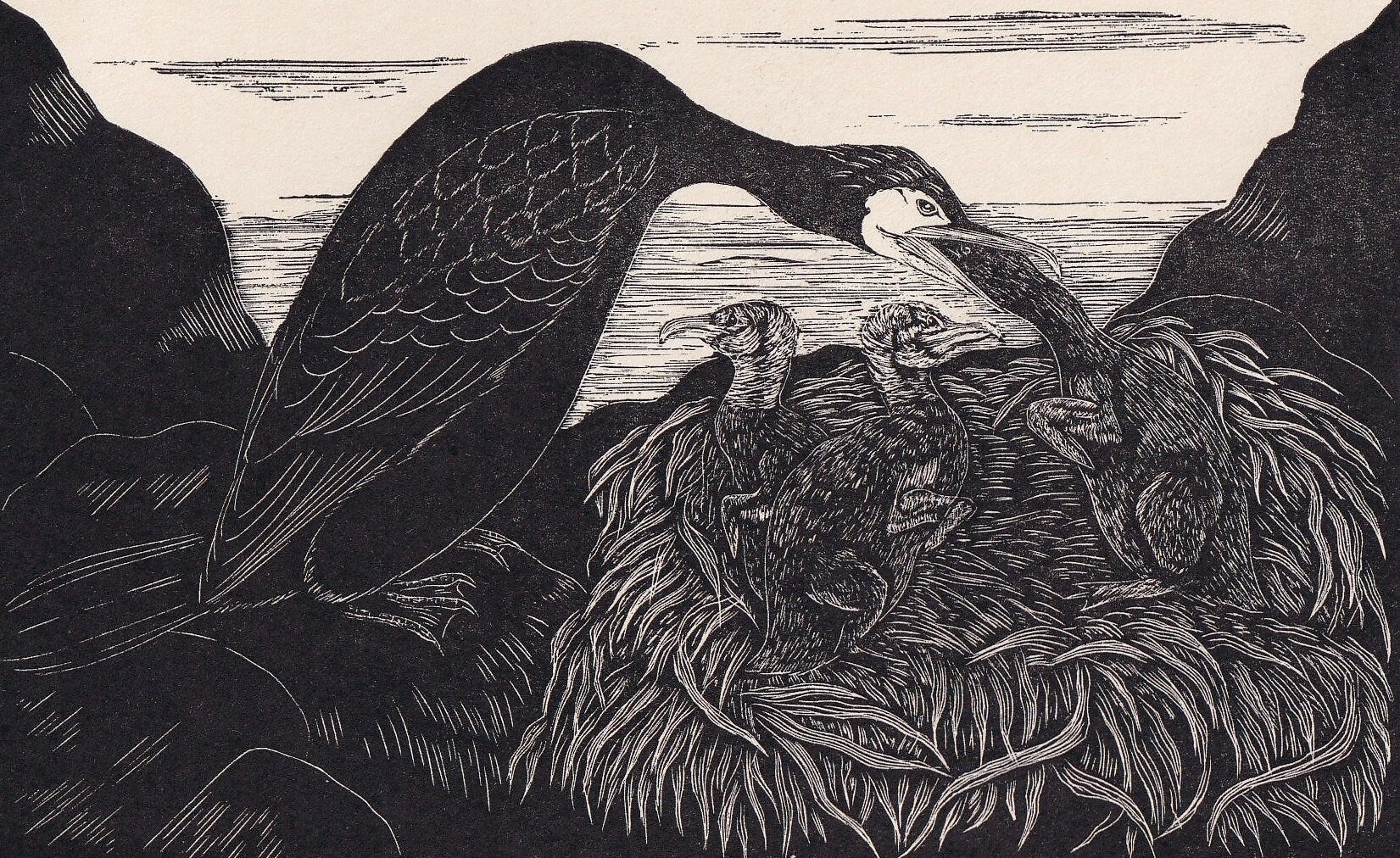 1930 CORMORANT & YOUNG Print Wood Engraving - Bird Wall Art - Bird Engraving - Antique Bird Print - 94 Years Old - 5.25 x 7.7