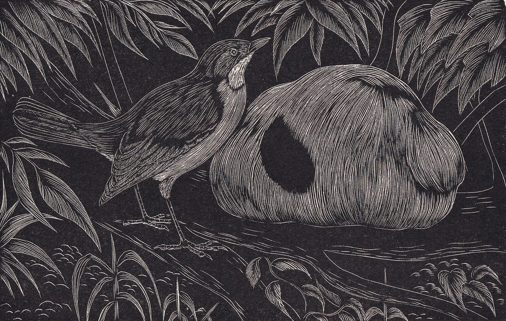 1930 OVENBIRD Print Wood Engraving - Bird Wall Art - Bird Engraving - Antique Bird Print - 94 Years Old - 5.25 x 7.75 Inches