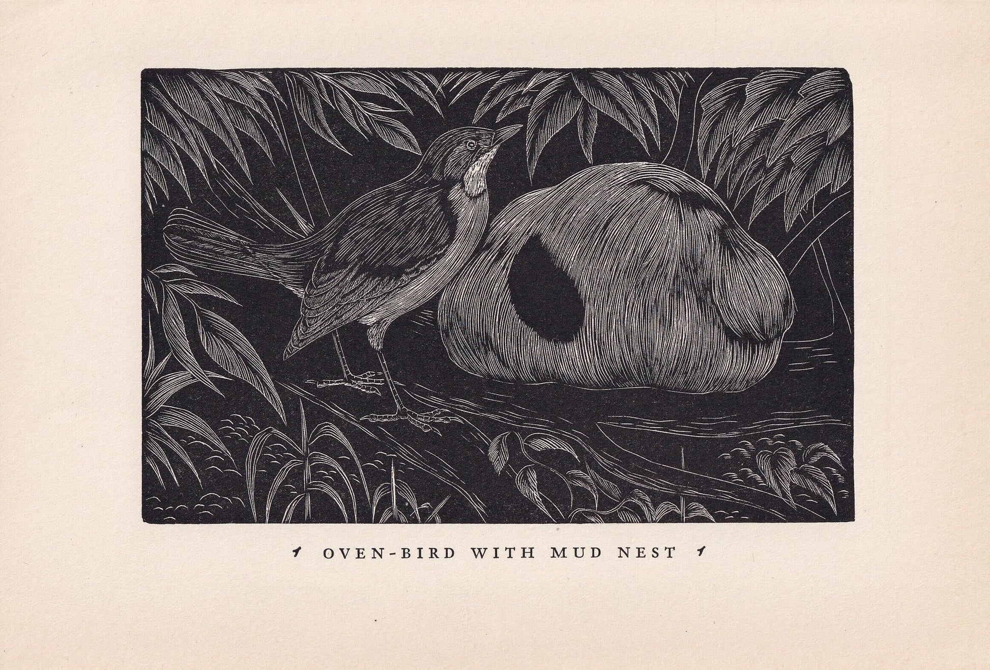 1930 OVENBIRD Print Wood Engraving - Bird Wall Art - Bird Engraving - Antique Bird Print - 94 Years Old - 5.25 x 7.75 Inches