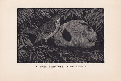 1930 OVENBIRD Print Wood Engraving - Bird Wall Art - Bird Engraving - Antique Bird Print - 94 Years Old - 5.25 x 7.75 Inches