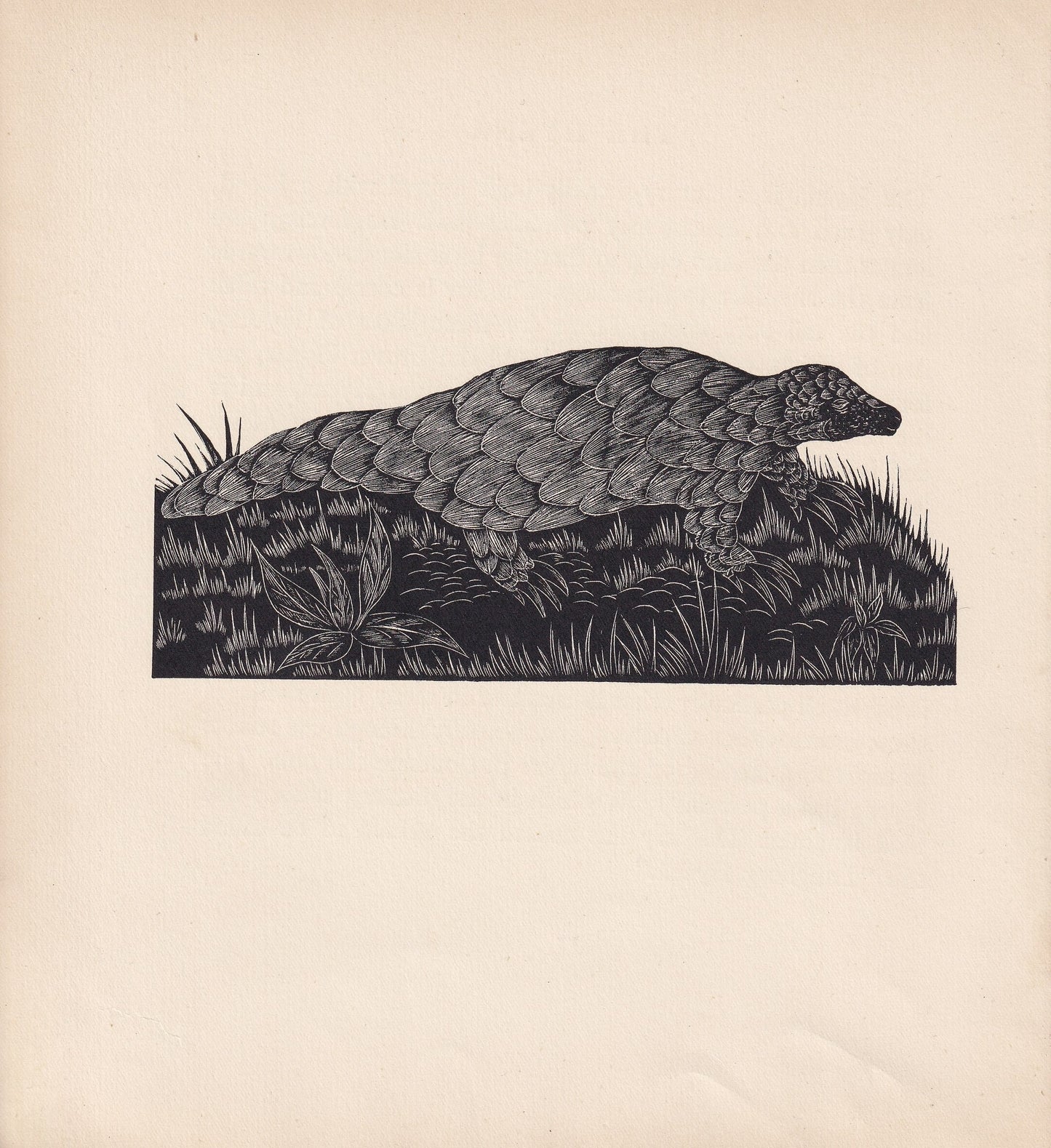 1929 PANGOLIN Print Wood Engraving - Pangolin Wall Art - Zoology Print - Antique Animal Print - 94 Years Old - 8 x 7.25 Inche