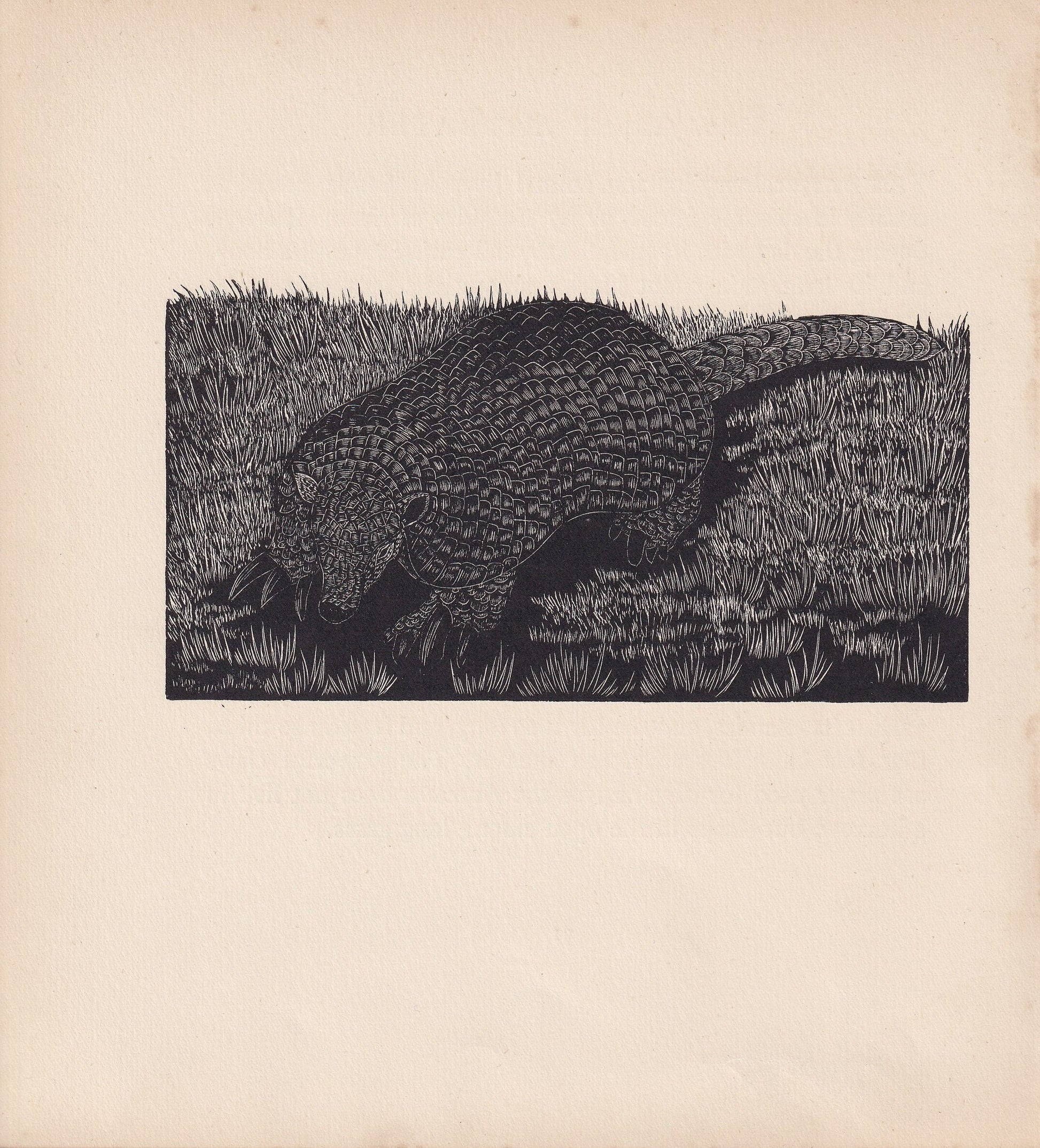 1929 ARMADILLO Print Wood Engraving - Armadillo Wall Art - Wildlife - Antique Animal Print - 94 Years Old - 8 x 7.25 Inches