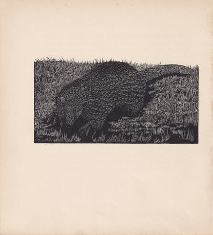 1929 ARMADILLO Print Wood Engraving - Armadillo Wall Art - Wildlife - Antique Animal Print - 94 Years Old - 8 x 7.25 Inches