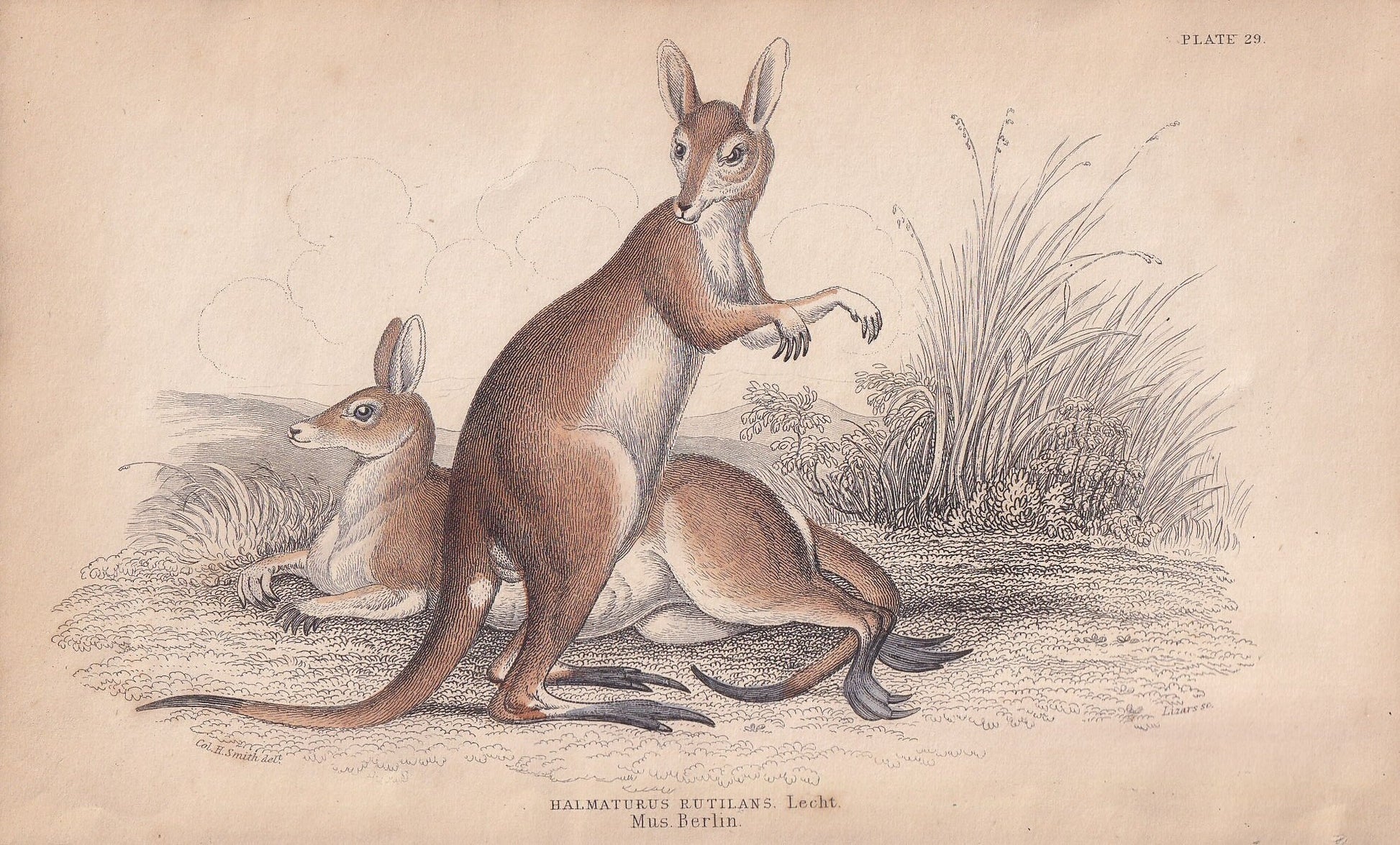 1843 RED KANGAROO Print - Kangaroo Wall Art - Original Antique Kangaroo Print - Antique Animal Print - 181 Years Old - 6.7 x 