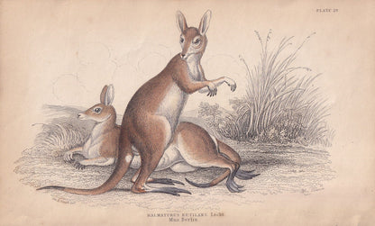 1843 RED KANGAROO Print - Kangaroo Wall Art - Original Antique Kangaroo Print - Antique Animal Print - 181 Years Old - 6.7 x 