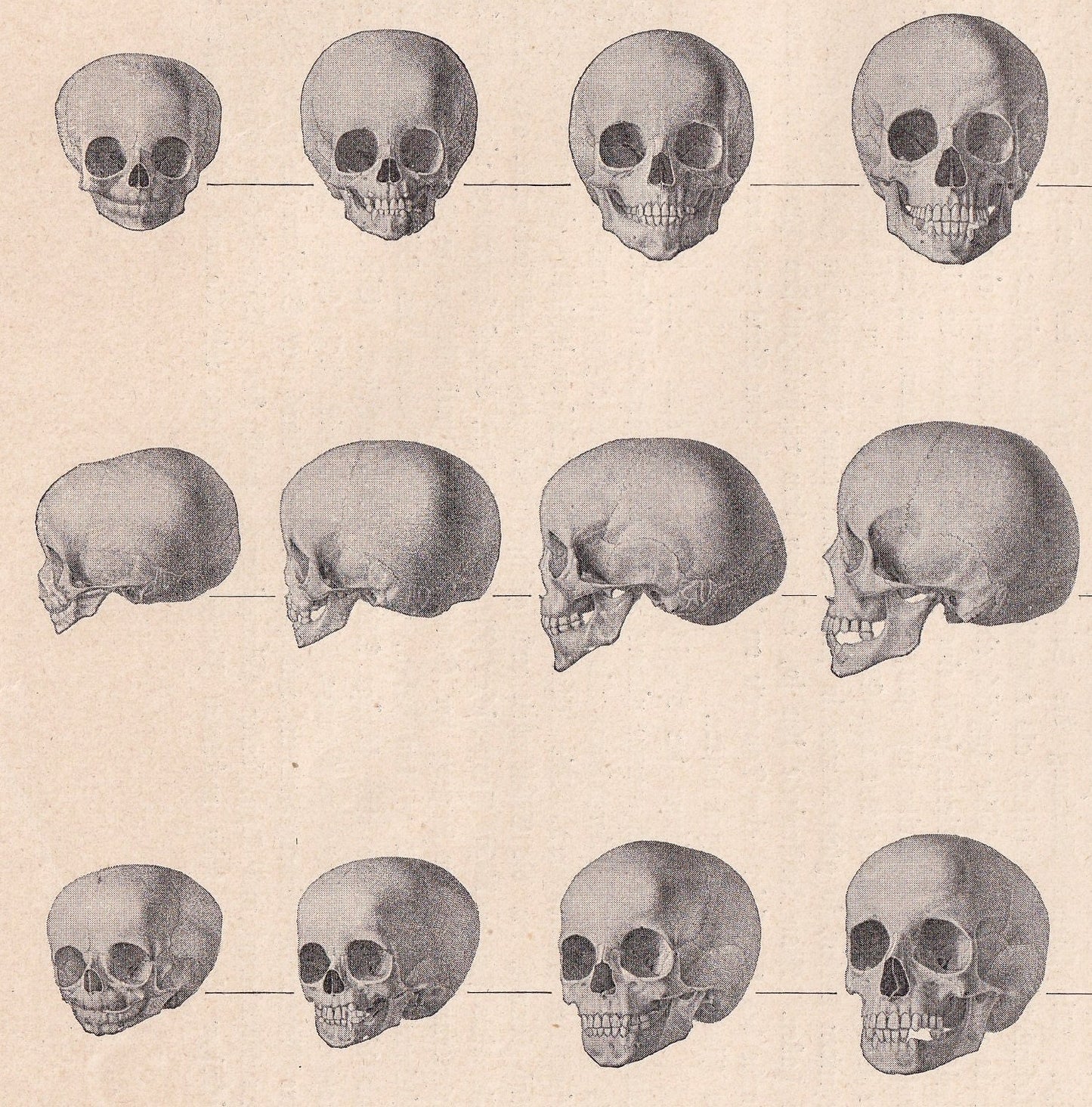 1900 SKULLS Print - Human Skulls Print - Human Anatomy Print - Halloween Print - Gothic Print - 124 Years Old - 11.2 x 7.75 Inches