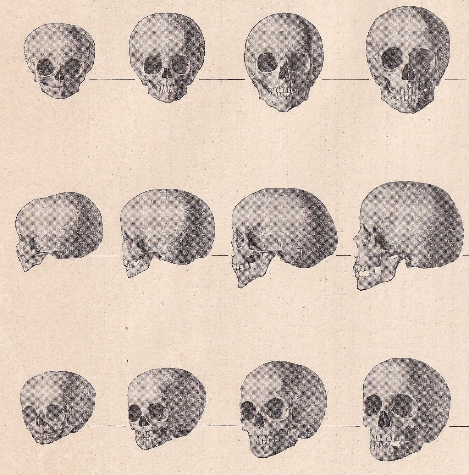 1900 SKULLS Print - Human Skulls Print - Human Anatomy Print - Halloween Print - Gothic Print - 124 Years Old - 11.2 x 7.75 Inches