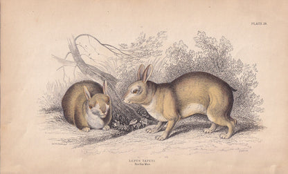 1843 TAPETI Print - Tapeti Wall Art - Original Antique Tapetic Print - Rabbit Print - Rabbit Wall Art - 181 Years Old - 4.15 x 6.7 Inches