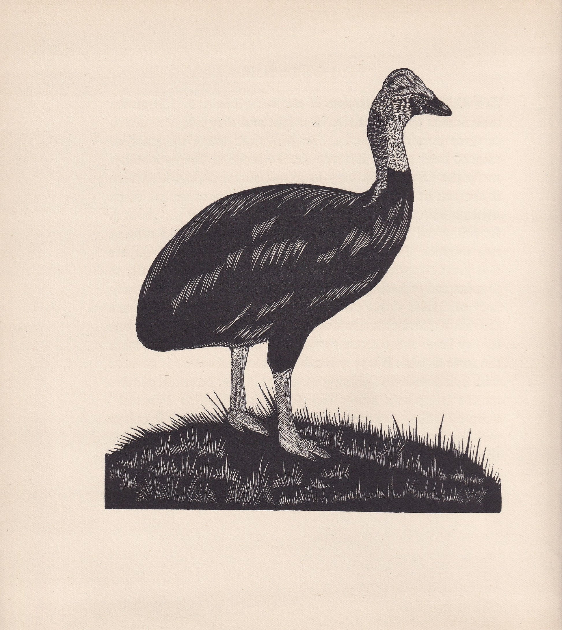 1929 CASSOWARY Print Wood Engraving - Cassowary Wall Art - Animal Wood Engraving - Antique Animal Print - 95 Years Old - 7.25