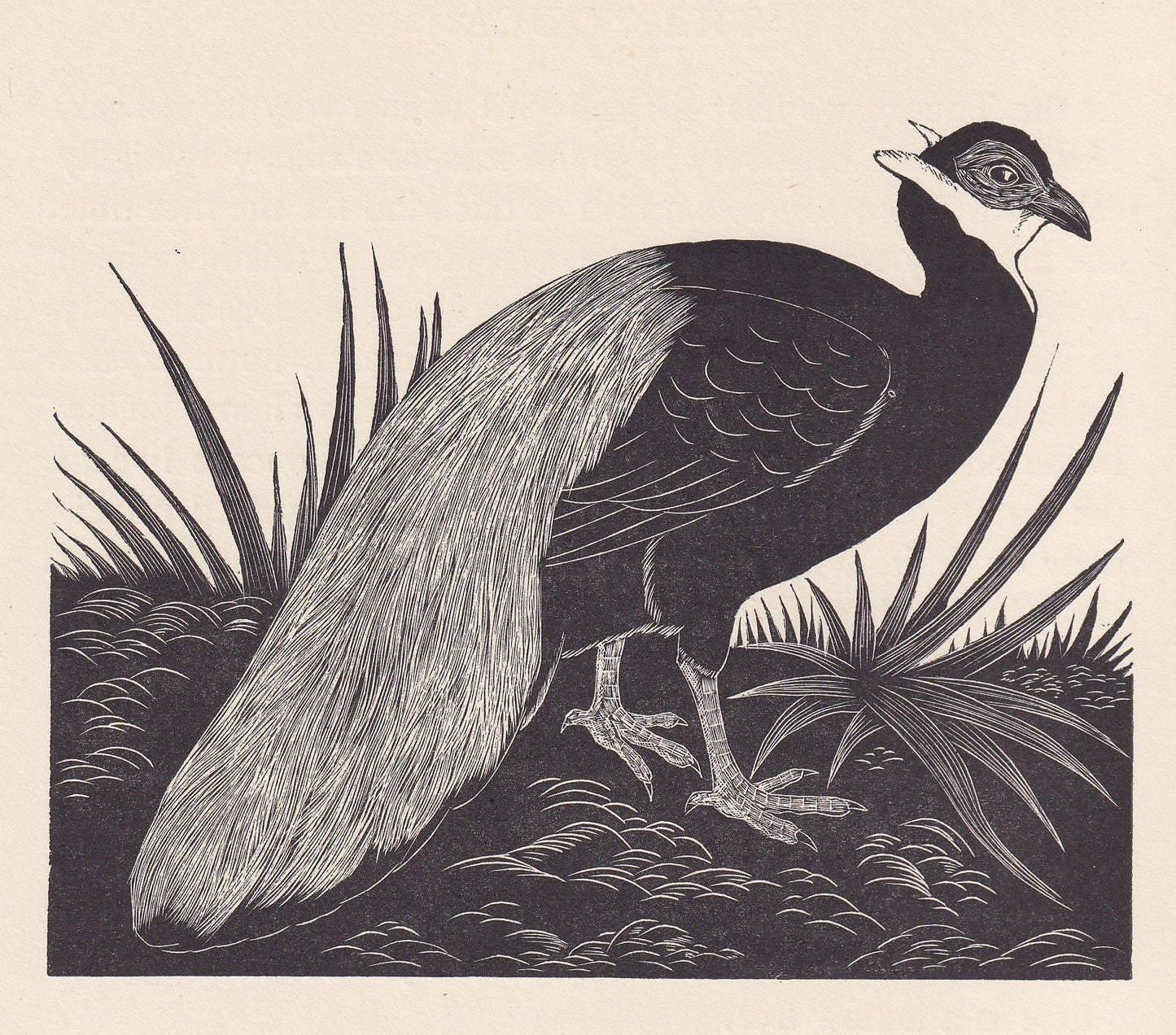 1929 EARED PHEASANT Print Wood Engraving - Pheasant Wall Art - Animal Wood Engraving - Antique Animal Print - 95 Years Old - 