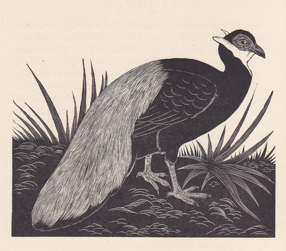 1929 EARED PHEASANT Print Wood Engraving - Pheasant Wall Art - Animal Wood Engraving - Antique Animal Print - 95 Years Old - 