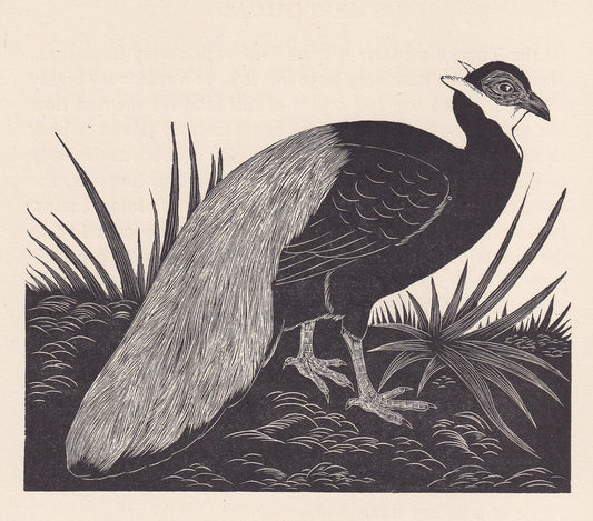 1929 EARED PHEASANT Print Wood Engraving - Pheasant Wall Art - Animal Wood Engraving - Antique Animal Print - 95 Years Old - 