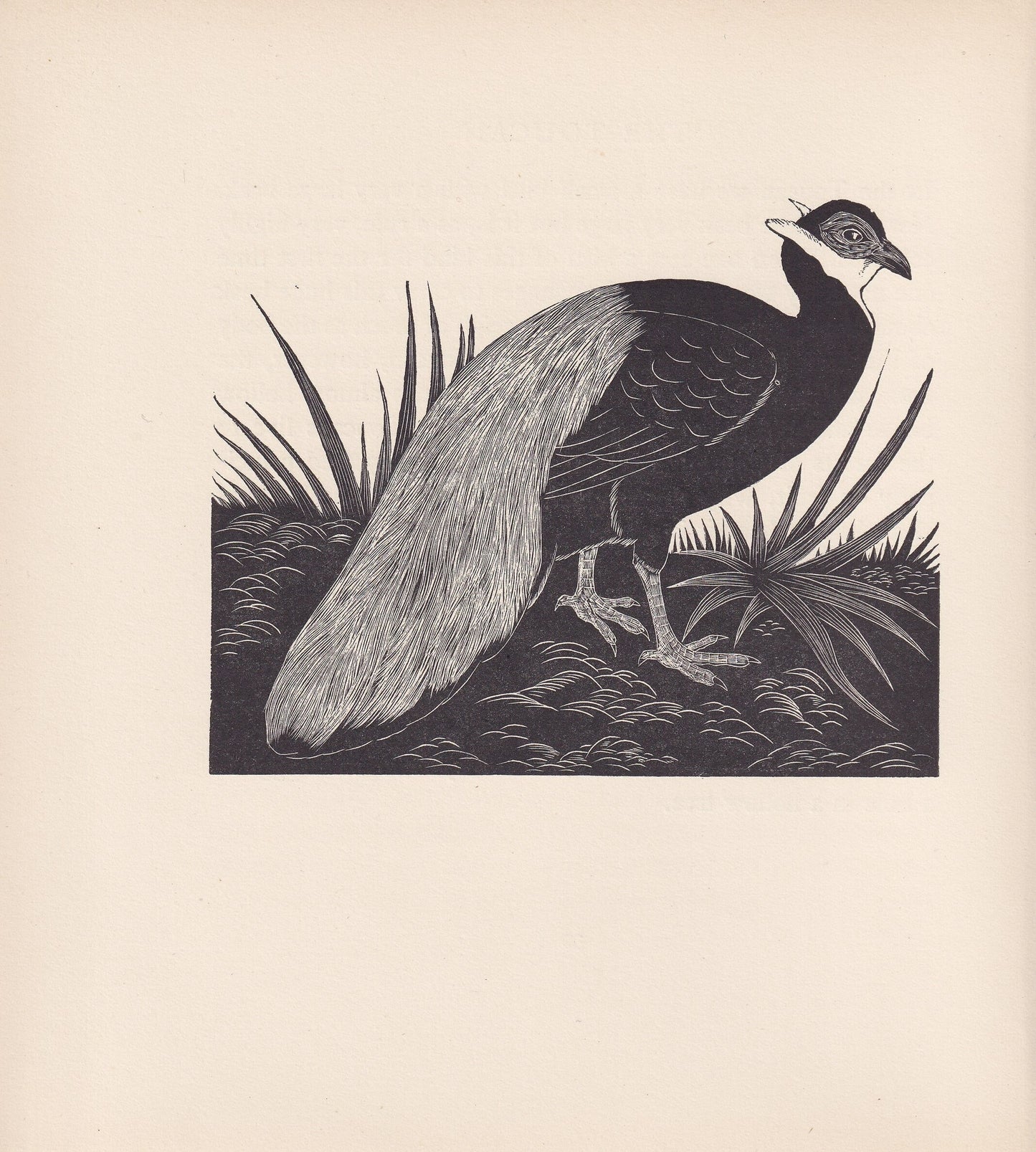 1929 EARED PHEASANT Print Wood Engraving - Pheasant Wall Art - Animal Wood Engraving - Antique Animal Print - 95 Years Old - 