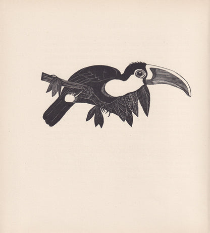 1929 TOUCAN Print Wood Engraving - Toucan Wall Art - Animal Wood Engraving - Antique Animal Print - 95 Years Old - 7.25 x 8 Inches