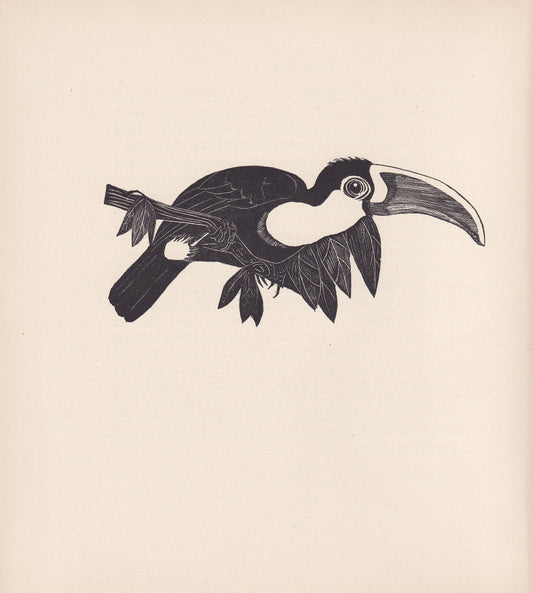 1929 TOUCAN Print Wood Engraving - Toucan Wall Art - Animal Wood Engraving - Antique Animal Print - 95 Years Old - 7.25 x 8 Inches