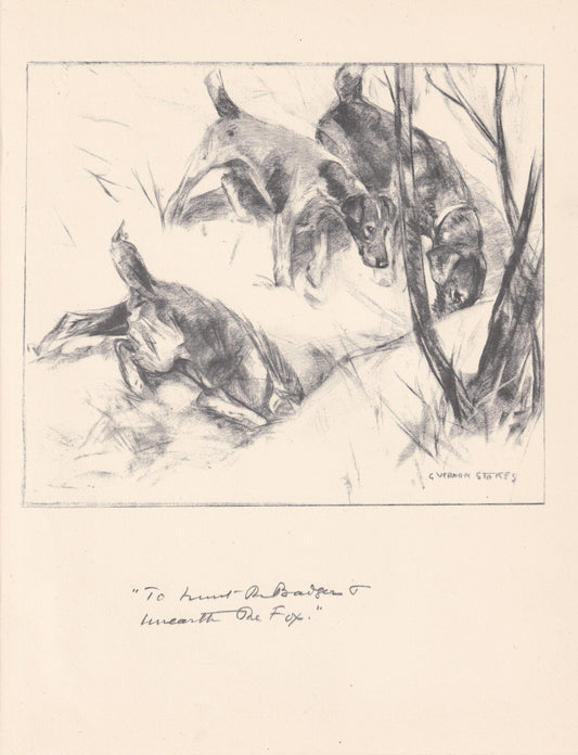 1936 SMOOTH FOX TERRIER Print - Original Antique Dog Print - Vernon Stokes - Dog Wall Art - Dog Gift - 11 x 8.4 Inches