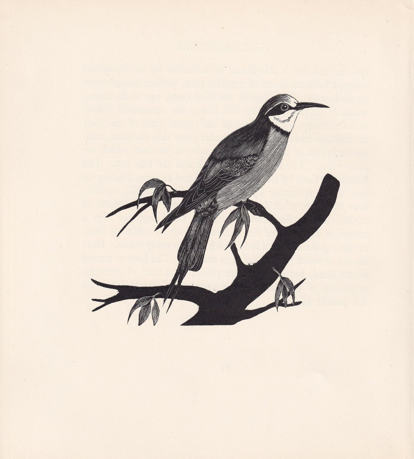 1929 BEE-EATER Print Wood Engraving - Bird Wall Art - Animal Wood Engraving - Antique Animal Print - 95 Years Old - 7.25 x 8 