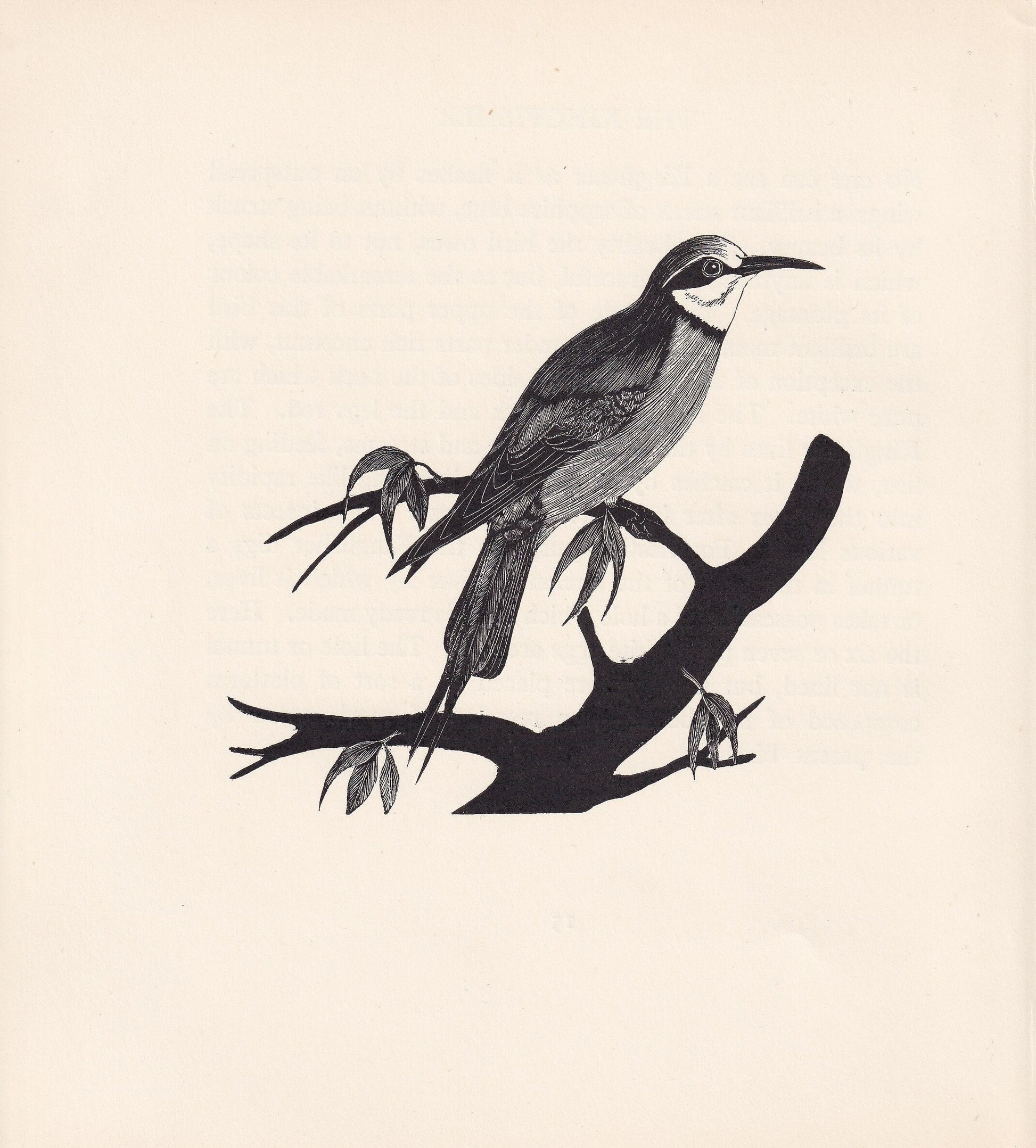 1929 BEE-EATER Print Wood Engraving - Bird Wall Art - Animal Wood Engraving - Antique Animal Print - 95 Years Old - 7.25 x 8 