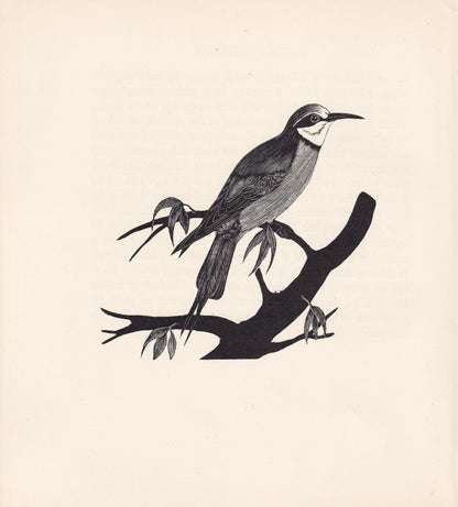 1929 BEE-EATER Print Wood Engraving - Bird Wall Art - Animal Wood Engraving - Antique Animal Print - 95 Years Old - 7.25 x 8 