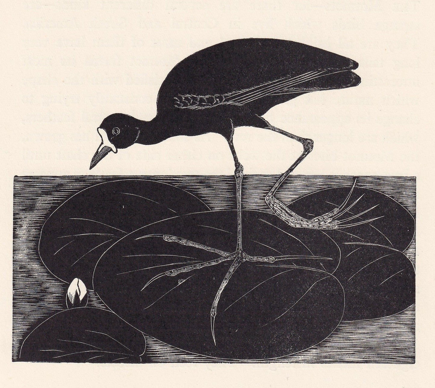 1929 JACANA Print Wood Engraving - Bird Wall Art - Animal Wood Engraving - Antique Animal Print - 95 Years Old - 7.25 x 8 Inc