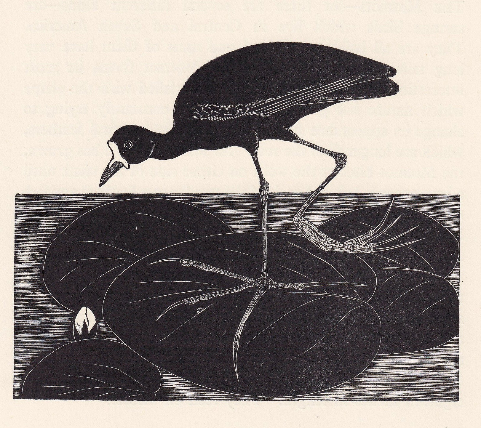 1929 JACANA Print Wood Engraving - Bird Wall Art - Animal Wood Engraving - Antique Animal Print - 95 Years Old - 7.25 x 8 Inc