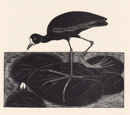 1929 JACANA Print Wood Engraving - Bird Wall Art - Animal Wood Engraving - Antique Animal Print - 95 Years Old - 7.25 x 8 Inc